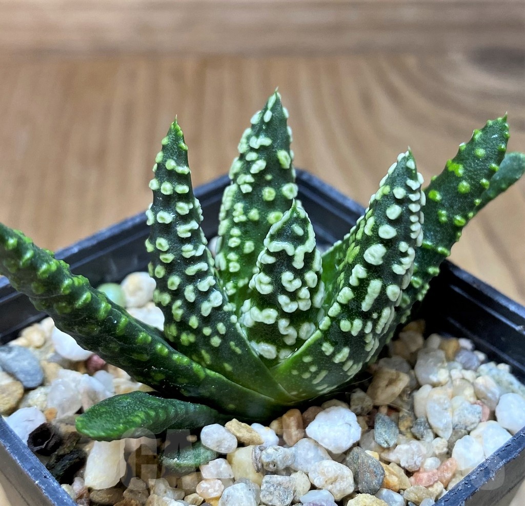 SH21838 Haworthia pumila ‘Donut’ - immagine 2