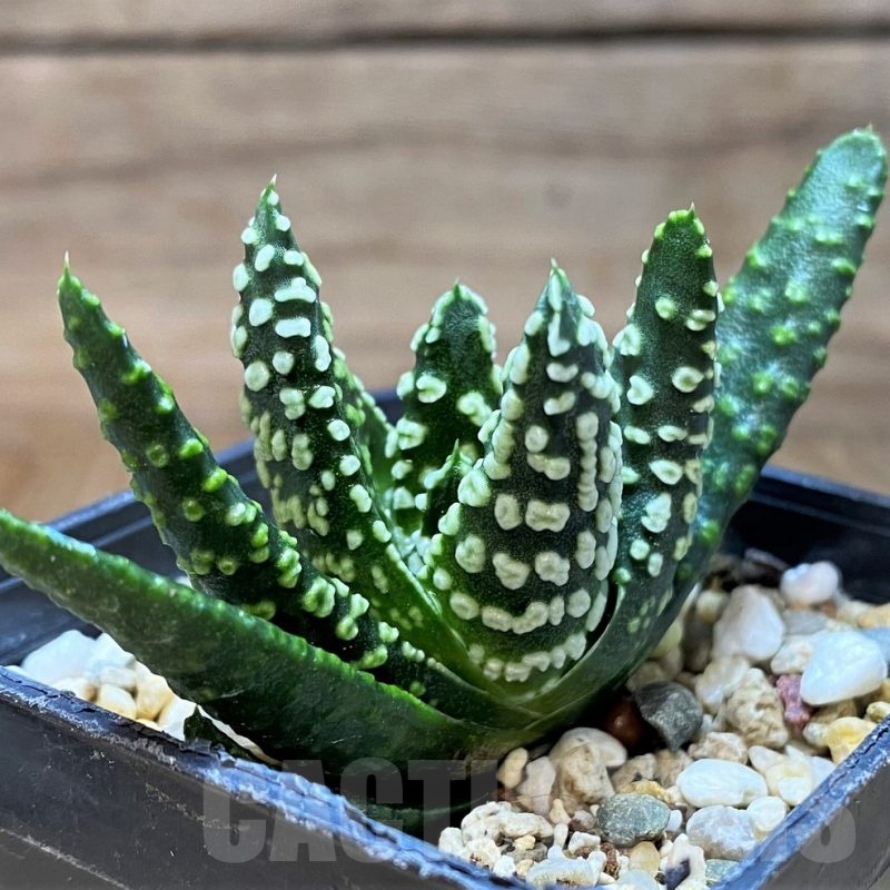 SH21838 Haworthia pumila ‘Donut’