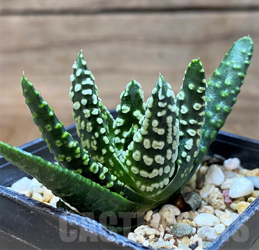 SH21838 Haworthia pumila ‘Donut’