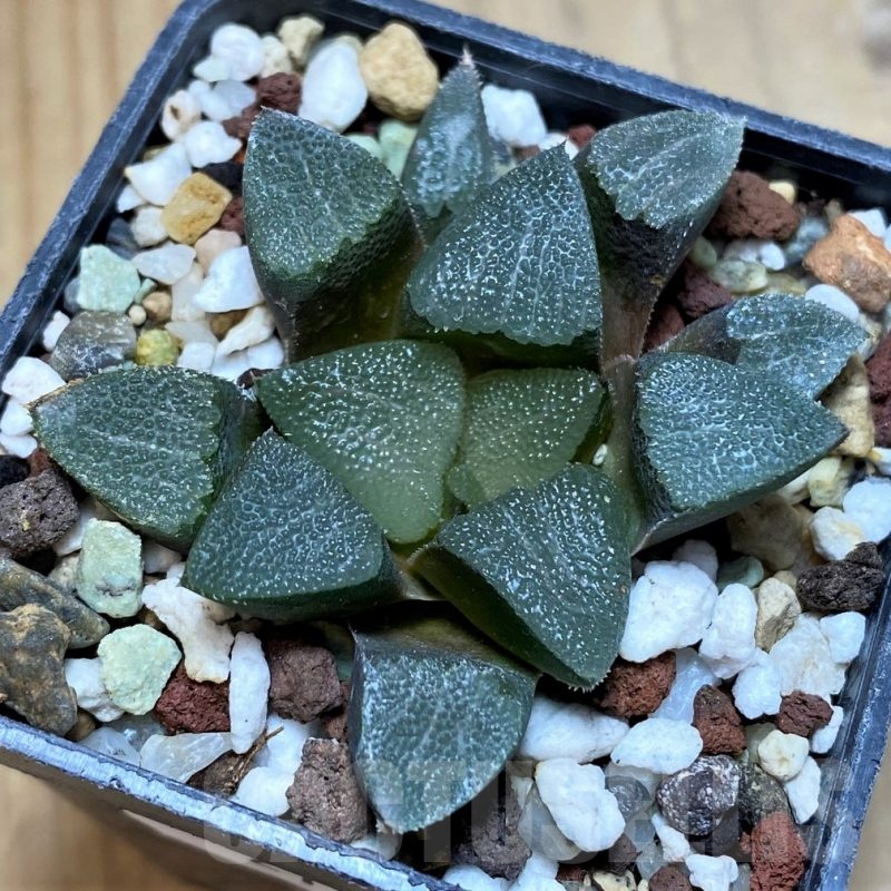 SH21839 Haworthia bayeri