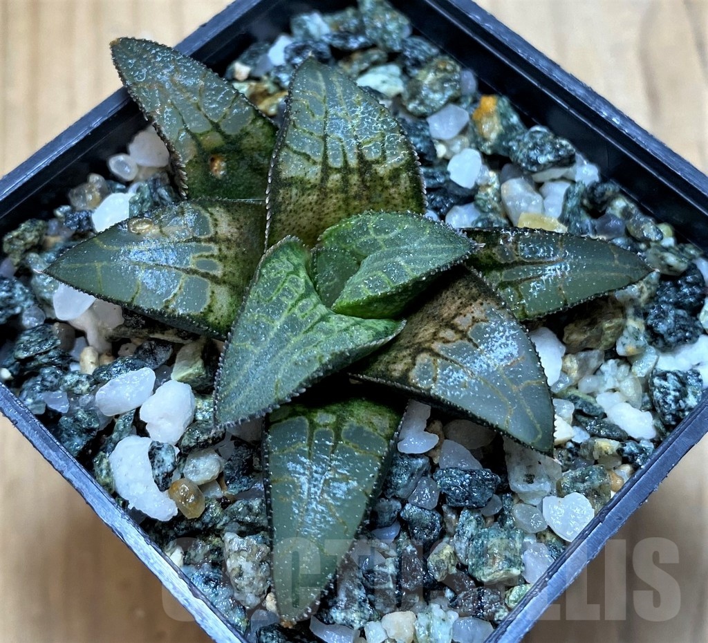 SH21840 Haworthia 'Makumaryu' HCOX-25