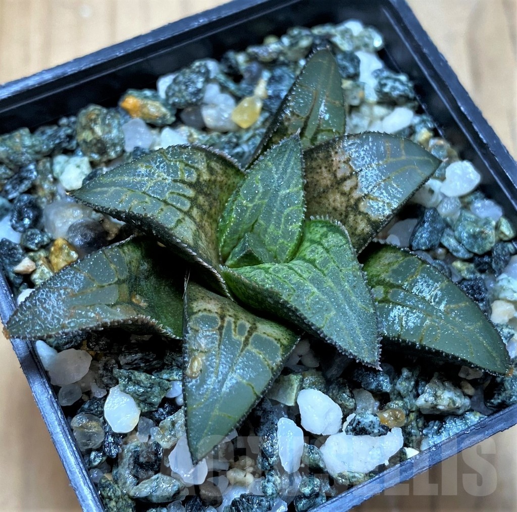 SH21840 Haworthia 'Makumaryu' HCOX-25 - Image 2