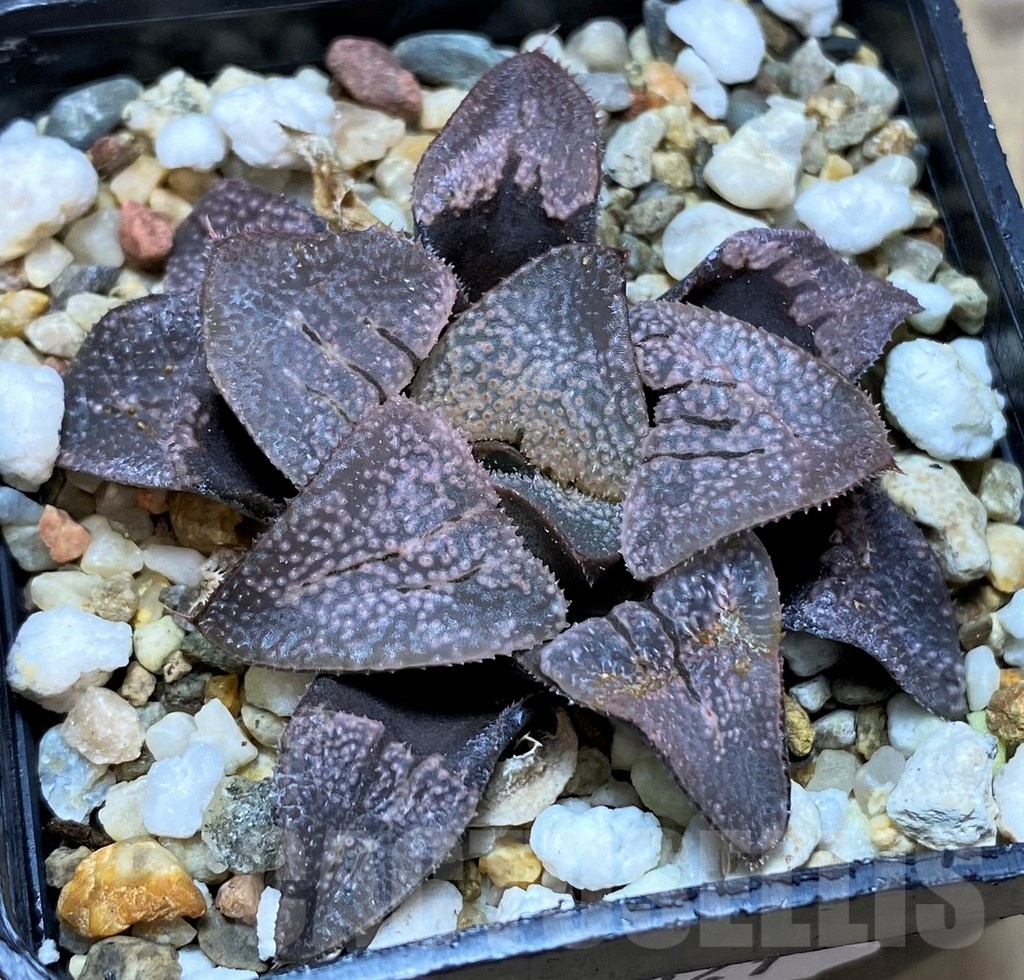 SH21841 Haworthia groenewaldii hybrid