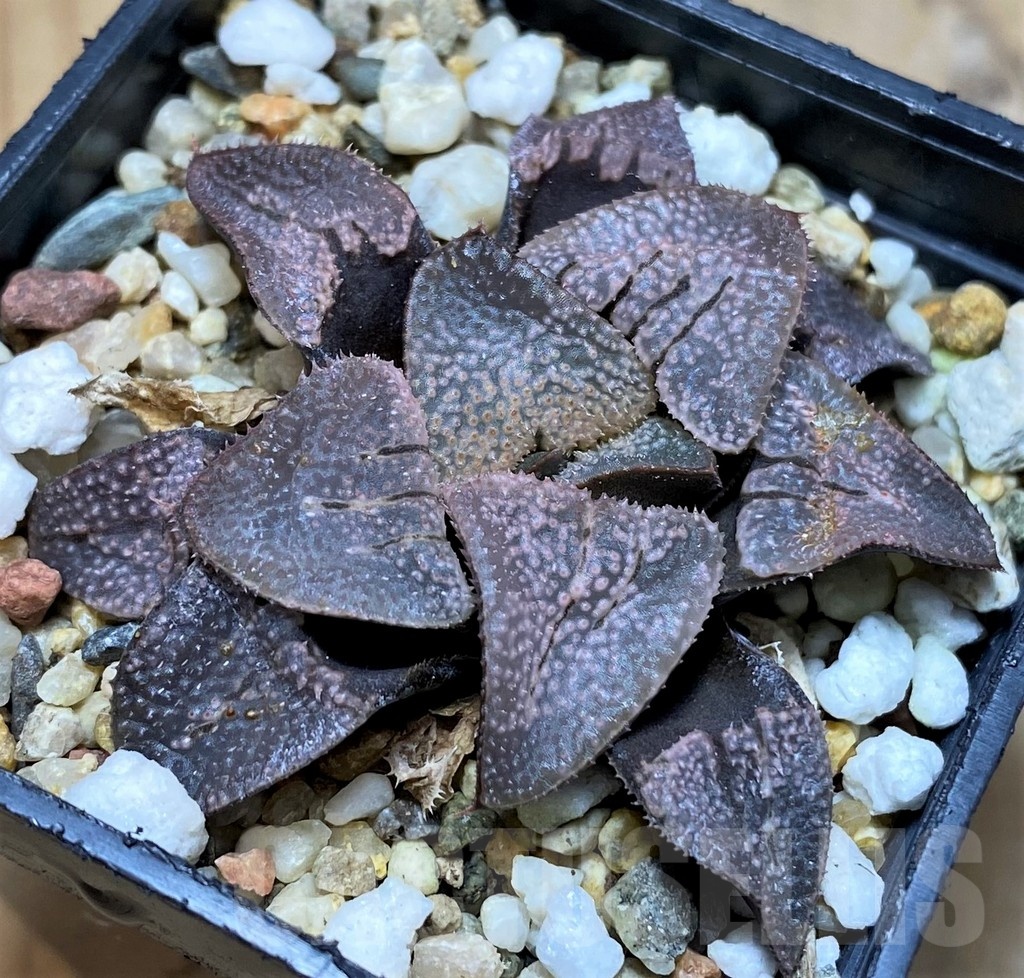 SH21841 Haworthia groenewaldii hybrid - immagine 2