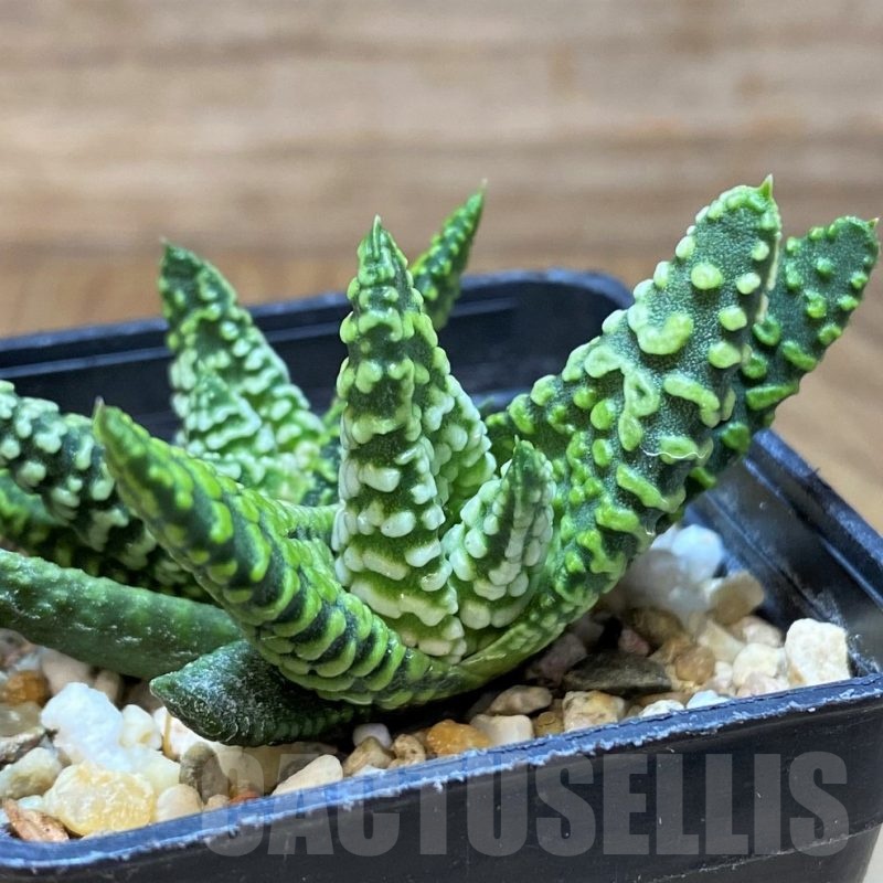 SH21842 Haworthia pumila ‘Donut’