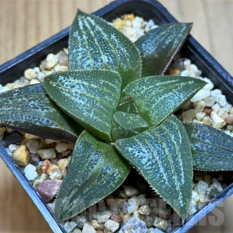 SH21844 Haworthia magnifica hybrid