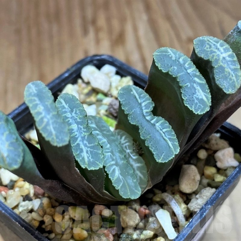 SH21847 Haworthia truncata