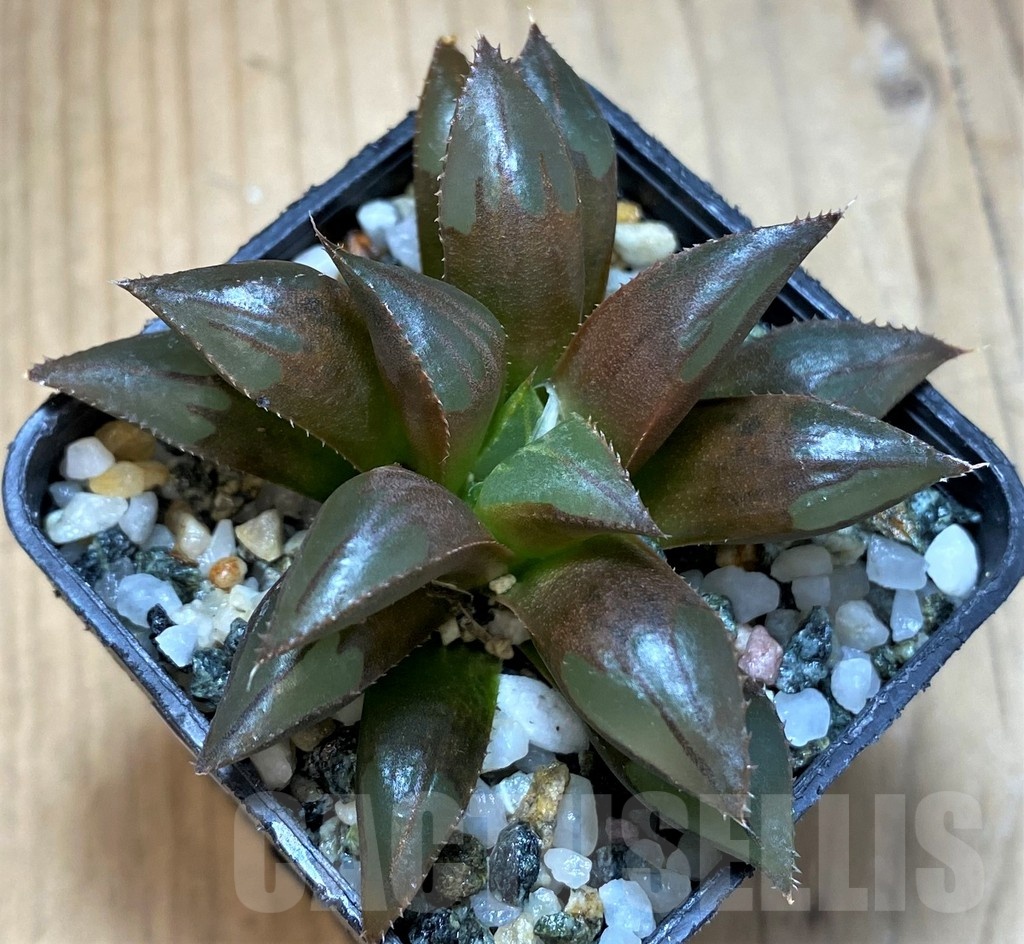 SH21848 Haworthia mirabilis mundula