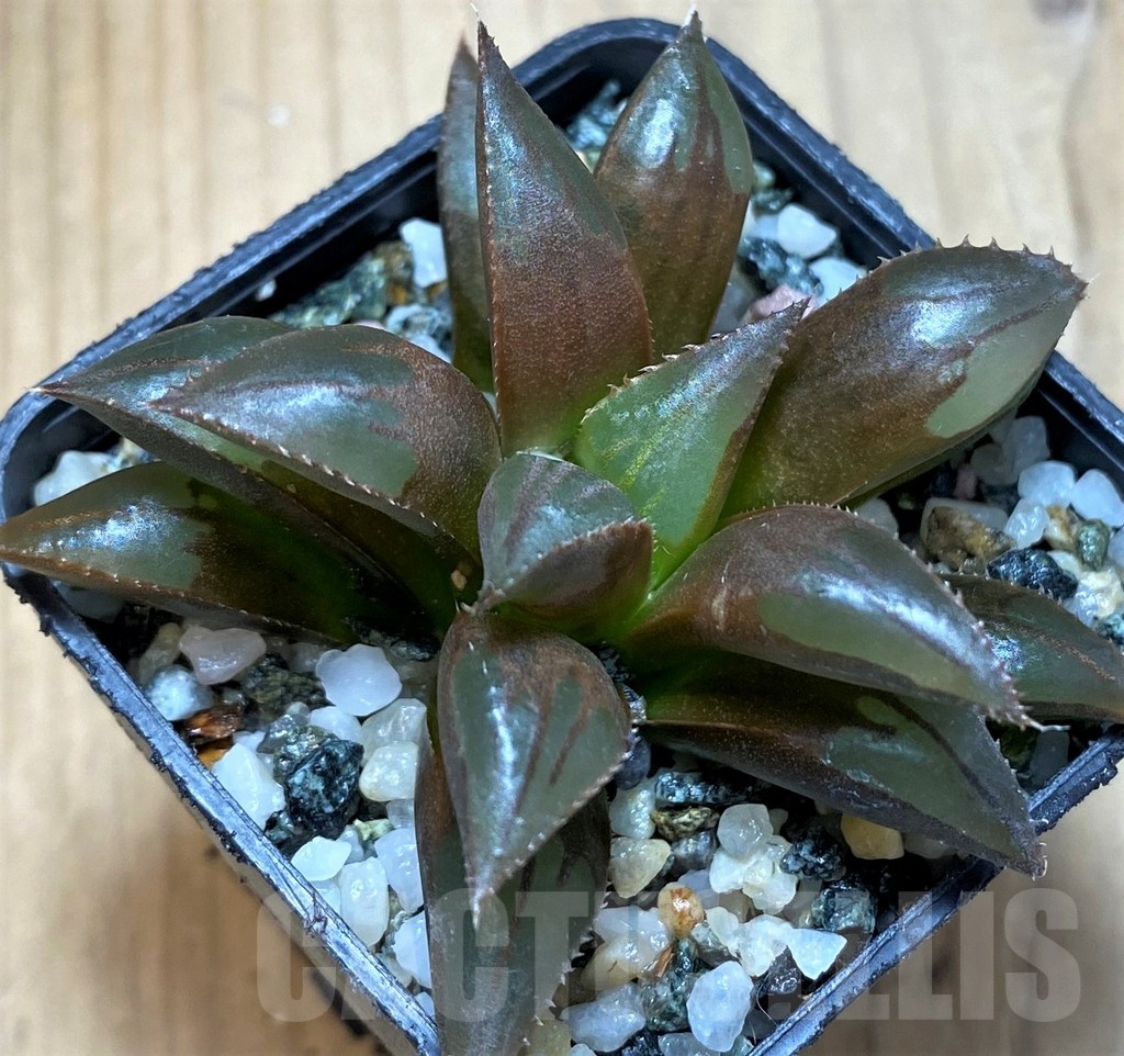 SH21848 Haworthia mirabilis mundula - Image 2