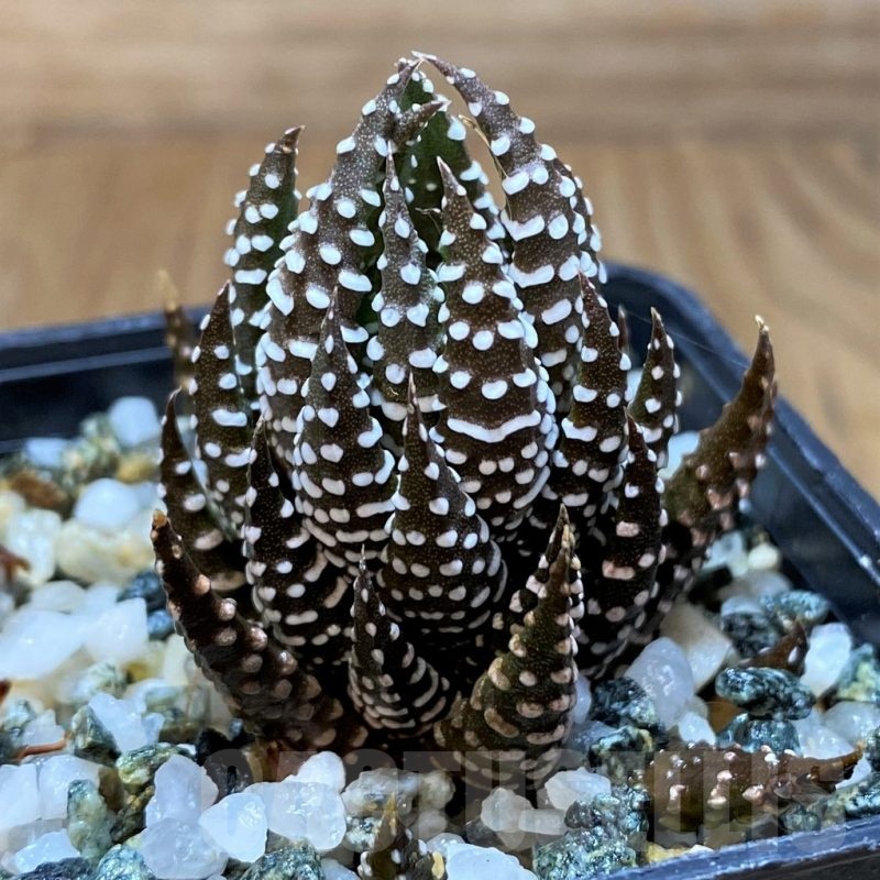 SH21849 Haworthia reinwardtii
