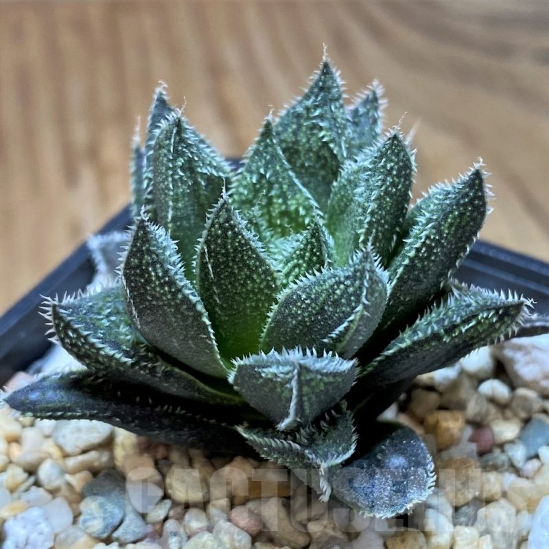 SH21827 Haworthia ‘Bunraku’ HKX-3, ex Cactus Nishi