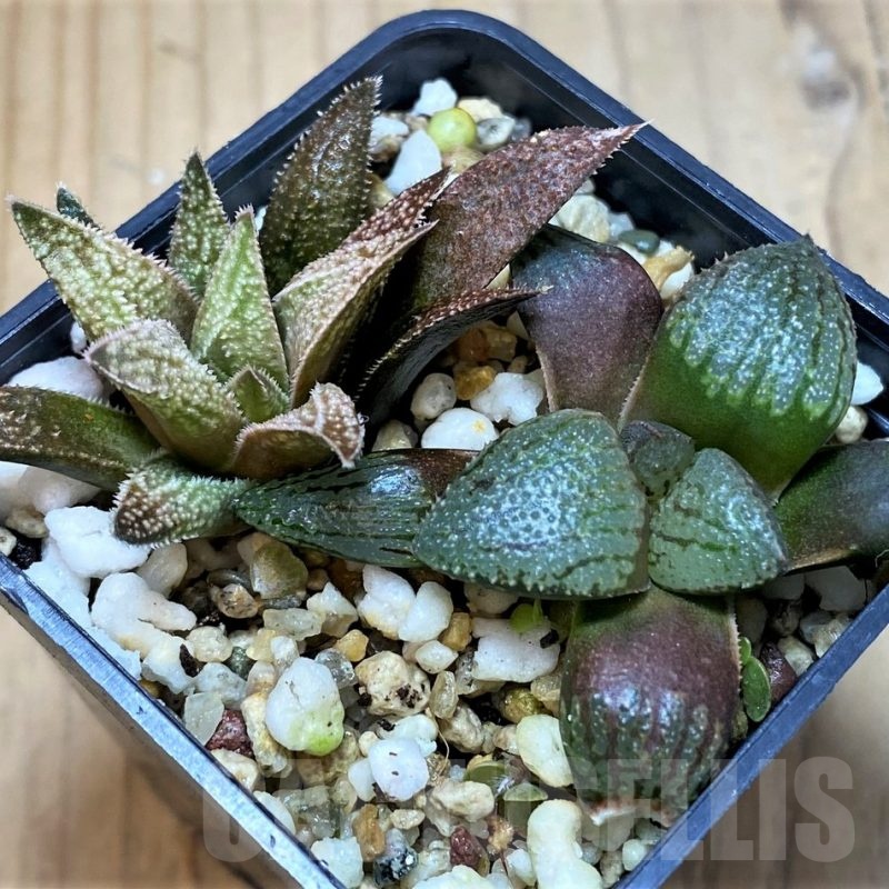 SH21853 Haworthia picta, Haworthia 'Metallica' hybrid