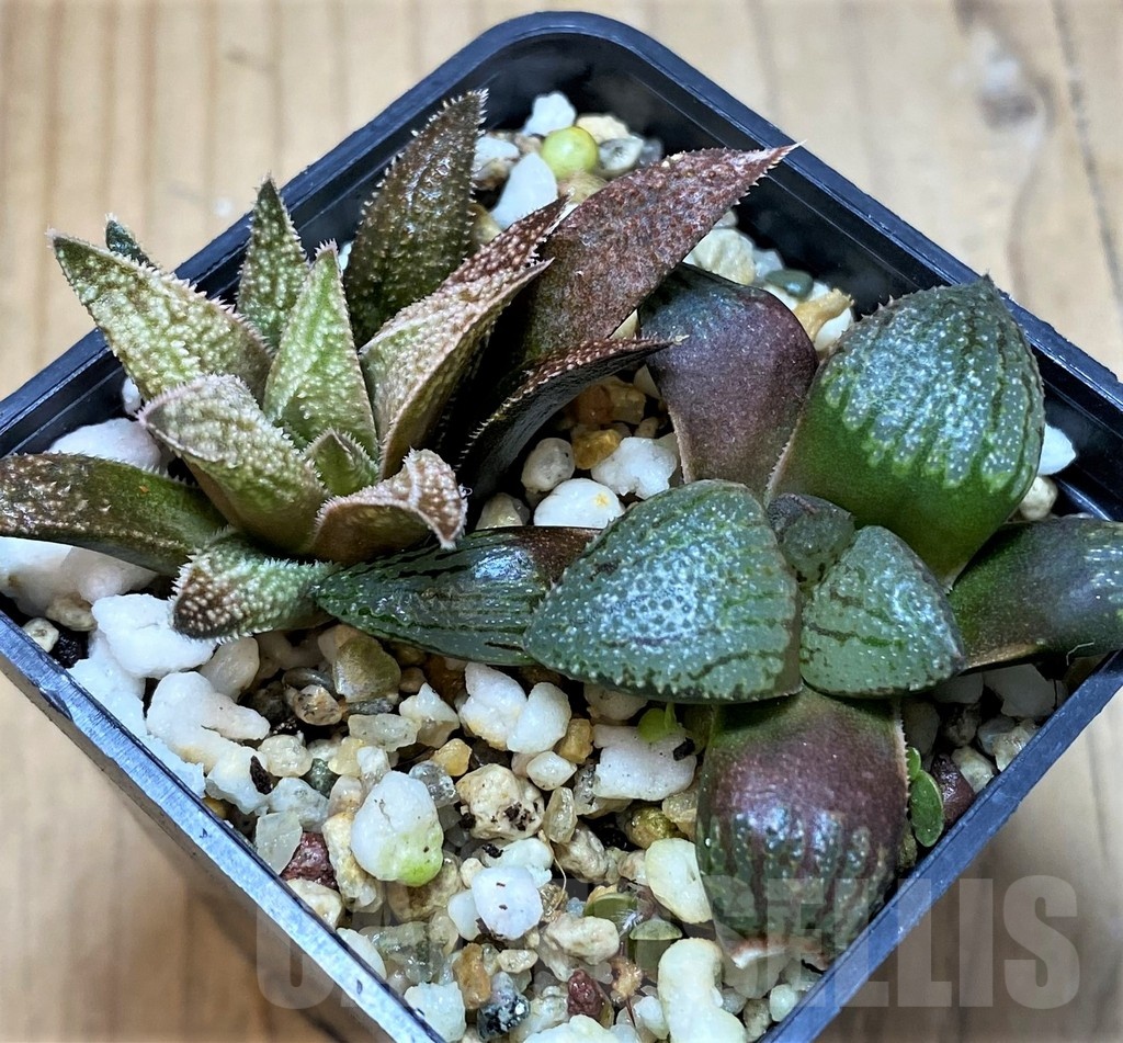 SH21853 Haworthia picta, Haworthia 'Metallica' hybrid