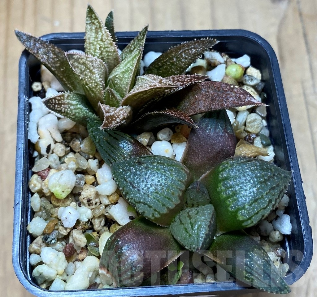SH21853 Haworthia picta, Haworthia 'Metallica' hybrid - Image 2