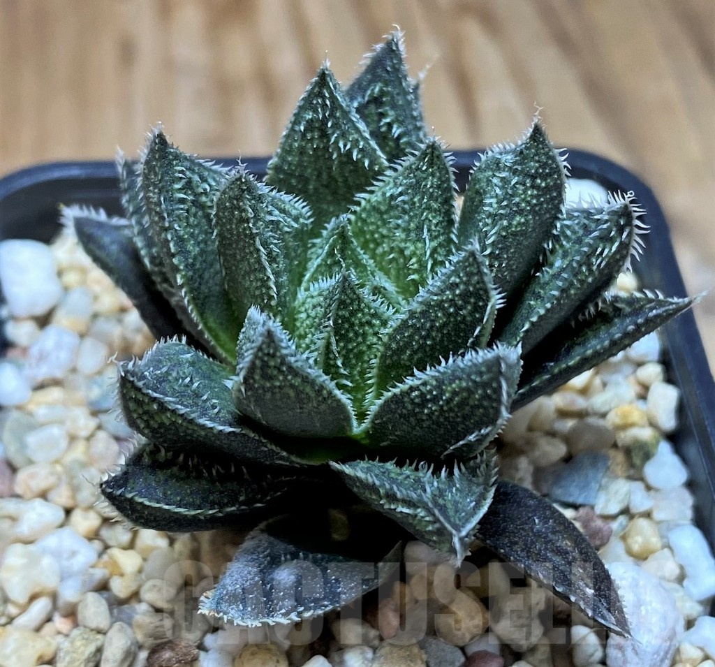 SH21827 Haworthia ‘Bunraku’ HKX-3, ex Cactus Nishi - Image 2