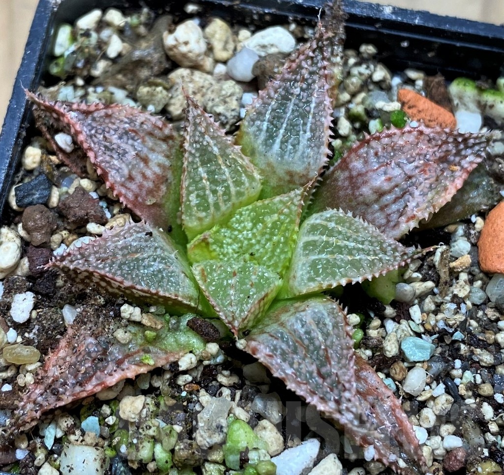 SH21856 Haworthia 'Hakuma' - 画像 (2)
