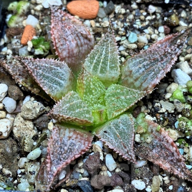 SH21856 Haworthia 'Hakuma'