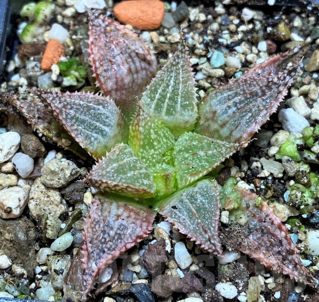 SH21856 Haworthia 'Hakuma'