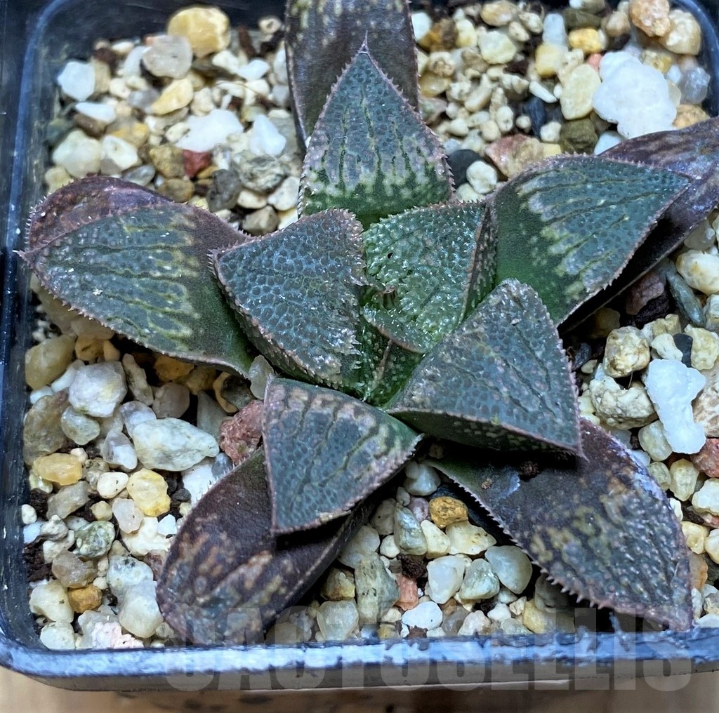 SH21857 Haworthia splendens hybrid - Image 2