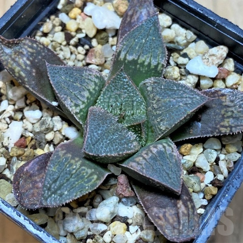 SH21857 Haworthia splendens hybrid