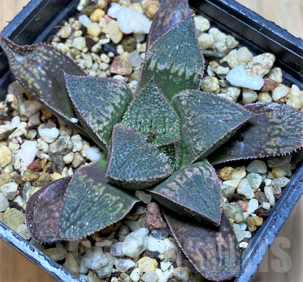 SH21857 Haworthia splendens hybrid