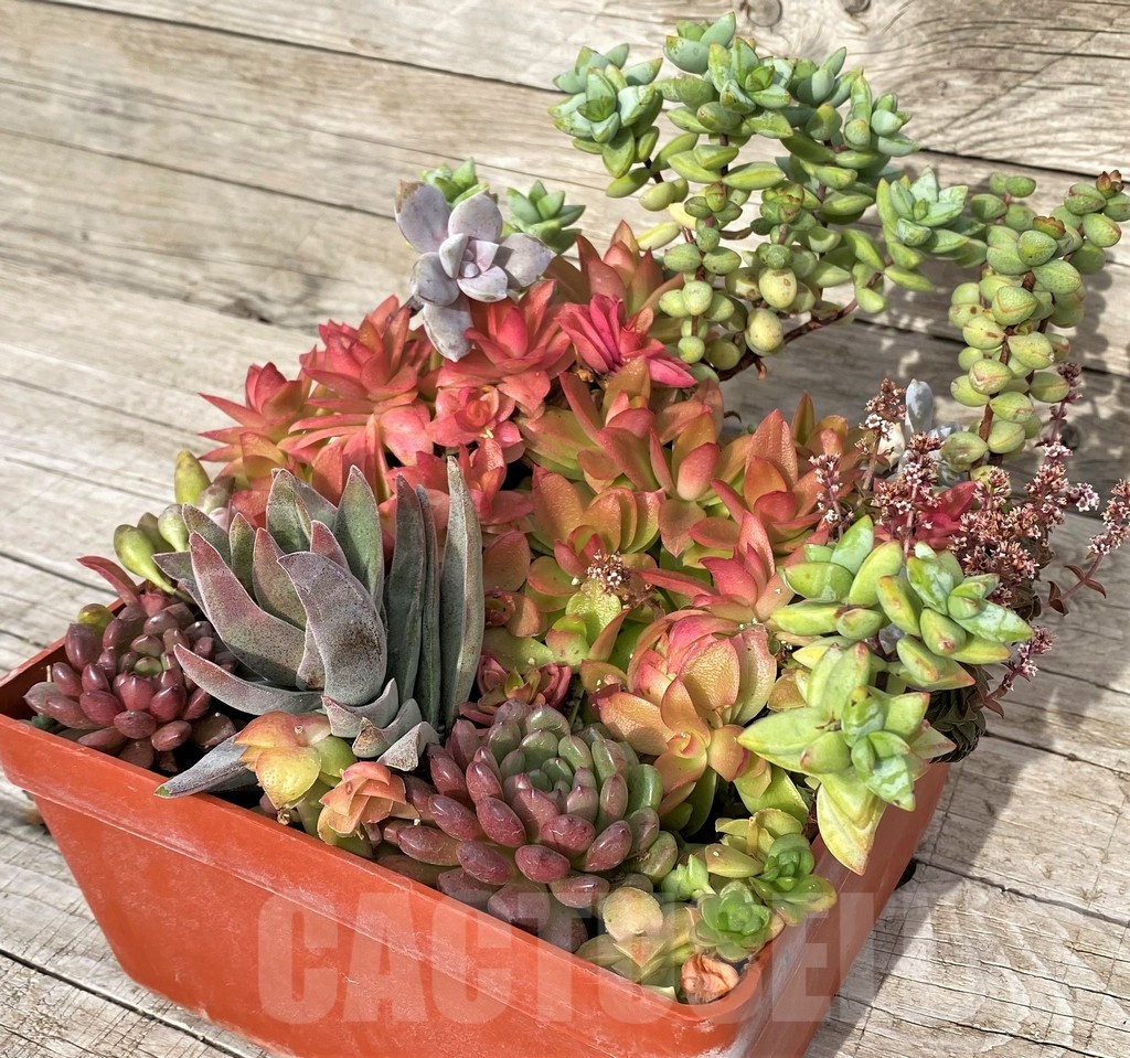 SH23043 Succulents mix - Image 2