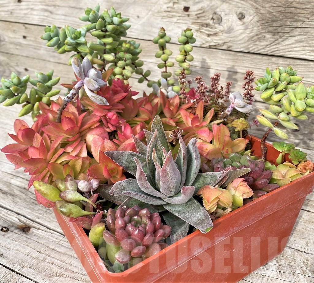 SH23043 Succulents mix - Image 3