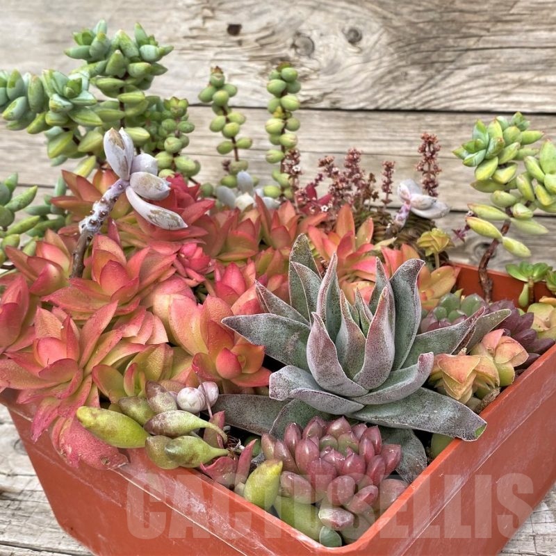 SH23043 Succulents mix