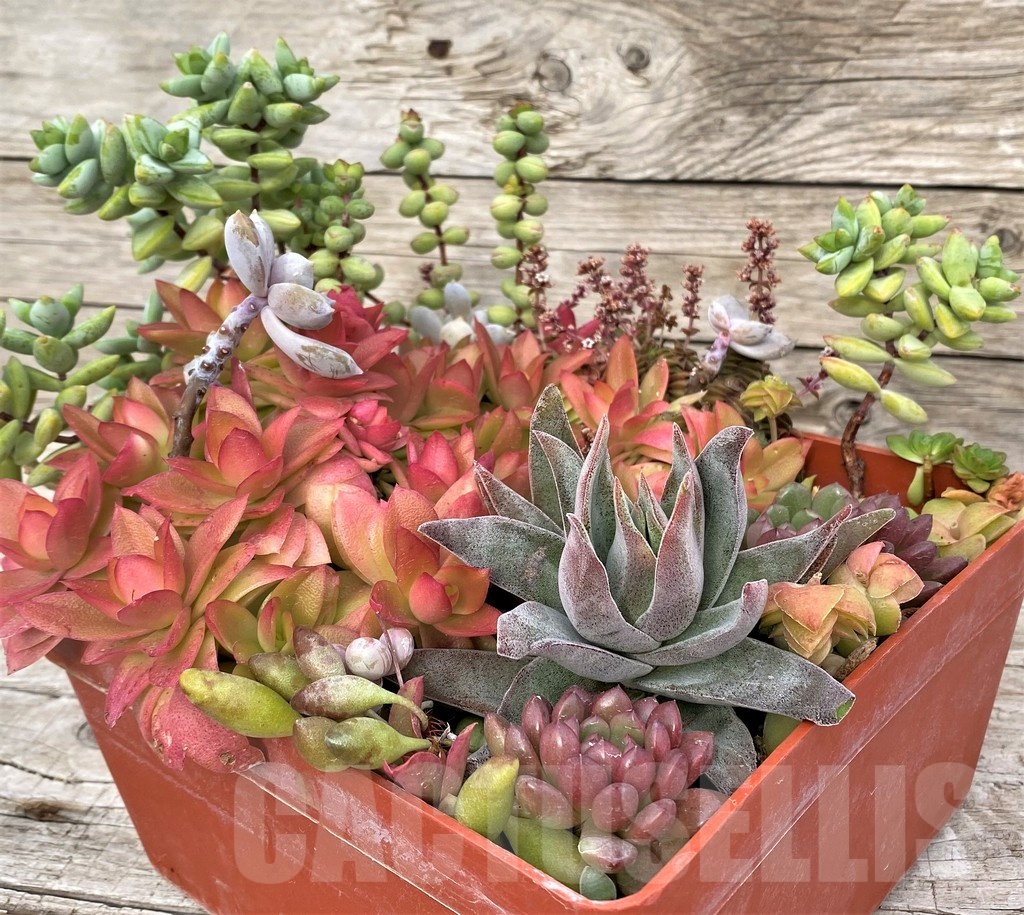 SH23043 Succulents mix