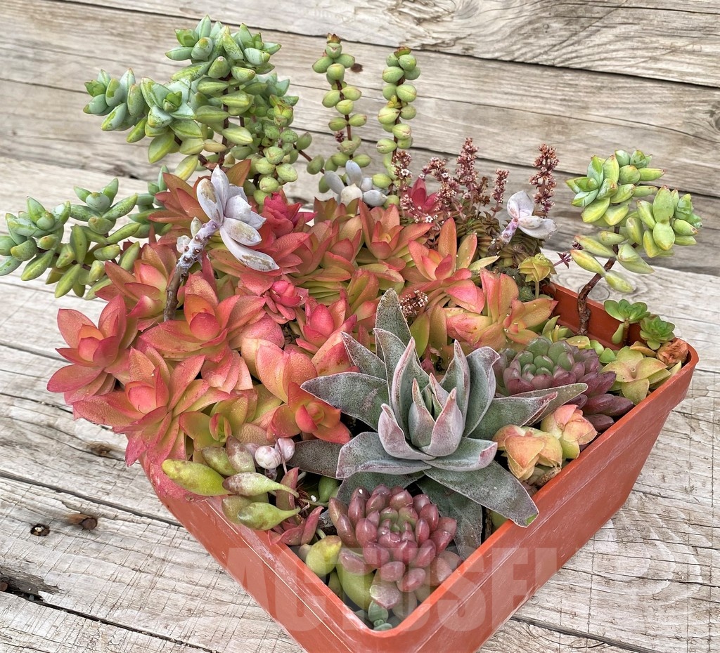 SH23043 Succulents mix - Image 4