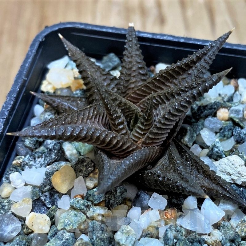 SH23079 Haworthia limifolia 'Bamberton'