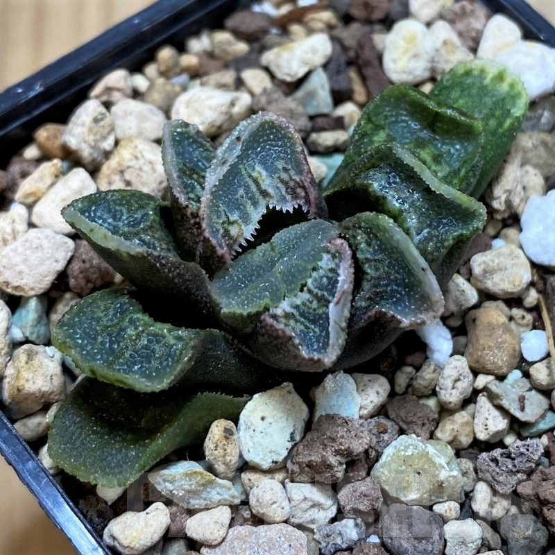 SH23080 Haworthia truncata x splendens