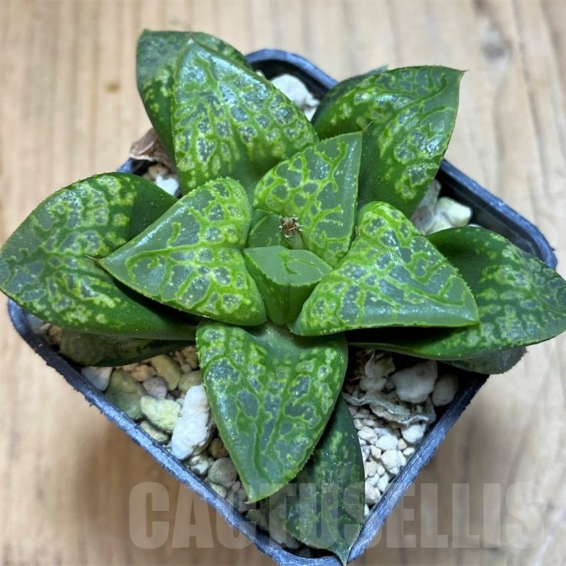 SH23081 Haworthia 'Kamen Butokai'