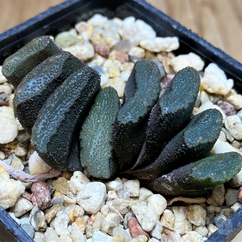 SH23082 Haworthia truncata 'Spiralis'