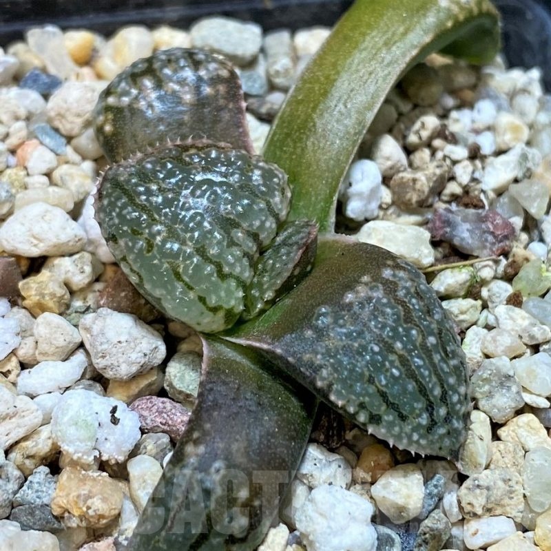 SH23083 Haworthia picta x springbokvlakensis
