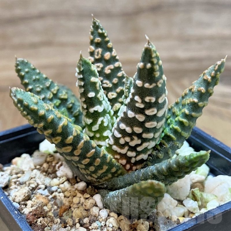 SH23084 Haworthia pumila 'Donut'