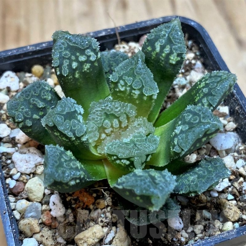 SH23085 Haworthia 'Gorbi' hybrid F2