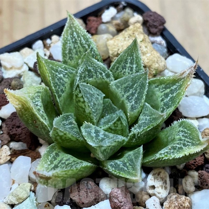 SH23086 Haworthia splendens 'Silver King' HS-5