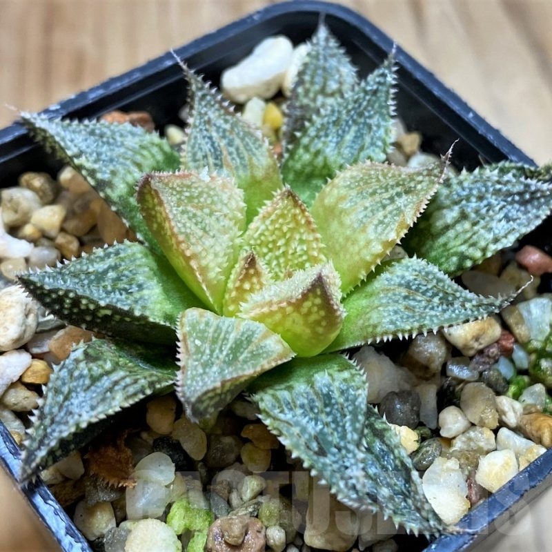 SH23087 Haworthia 'Hakuma'