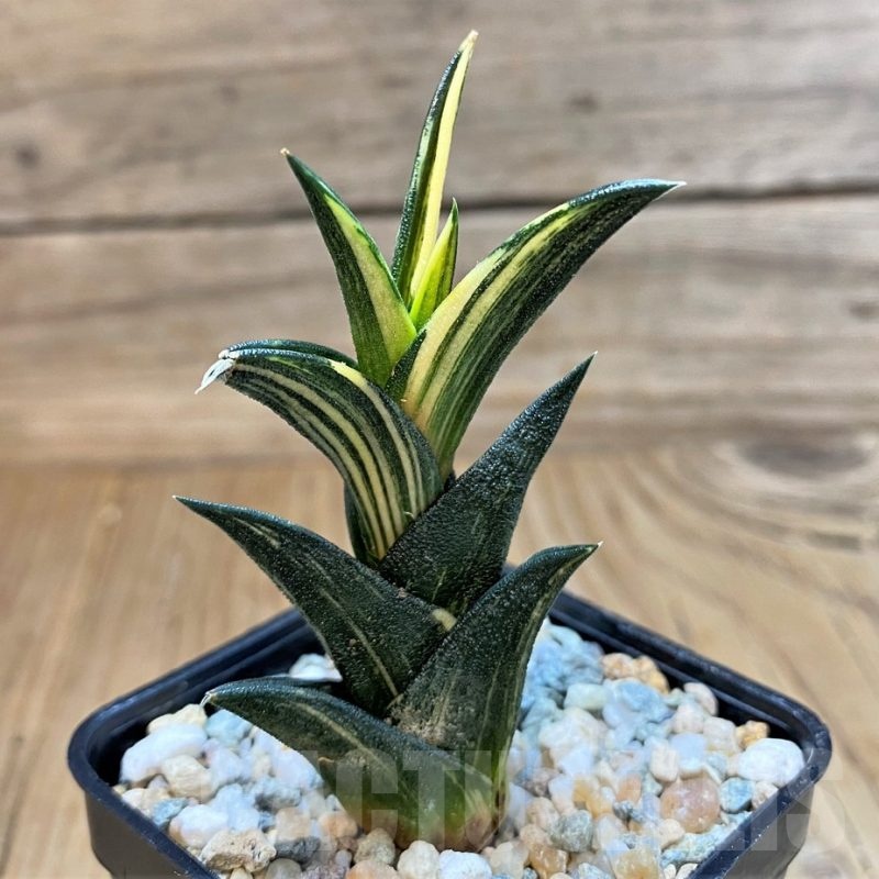 SH23088 Haworthia viscosa f. variegata