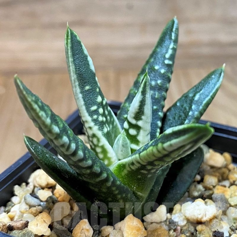 SH23089 Haworthia pumila 'Emperor', seedling