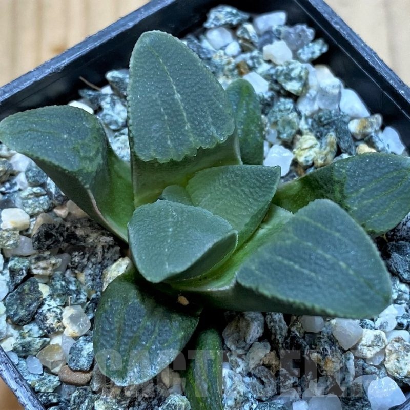 SH23048 Haworthia pygmaea -Hartenbos Hills-
