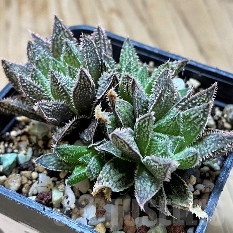 SH23090 Haworthia HKX-3 ‘Bunraku’