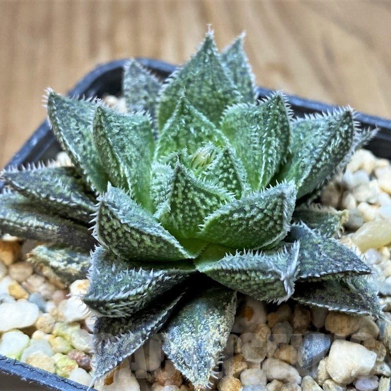 SH23091 Haworthia HKX-3 ‘Bunraku’
