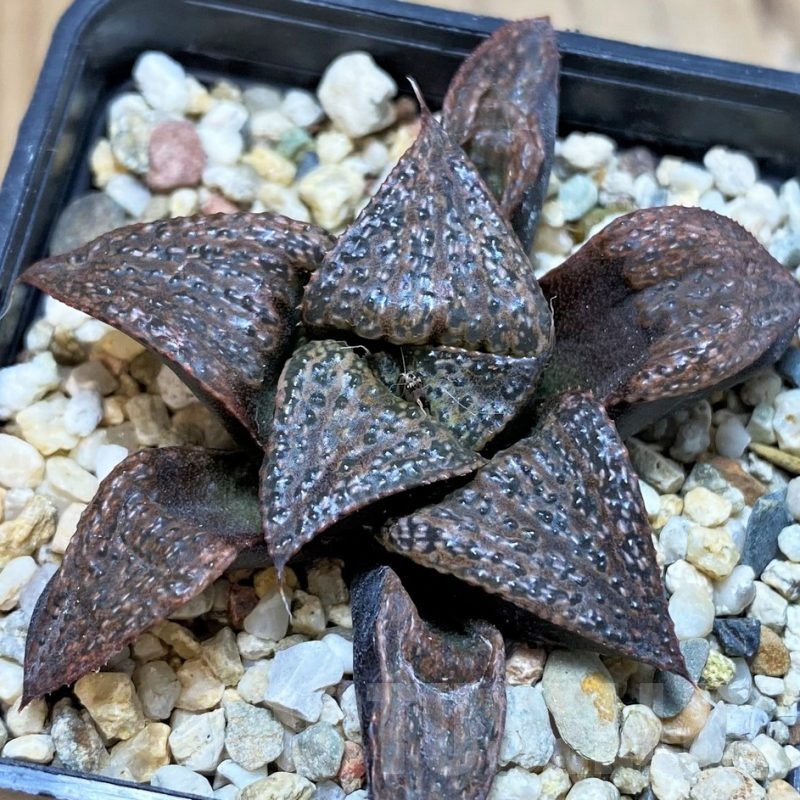 SH23094 Haworthia splendens