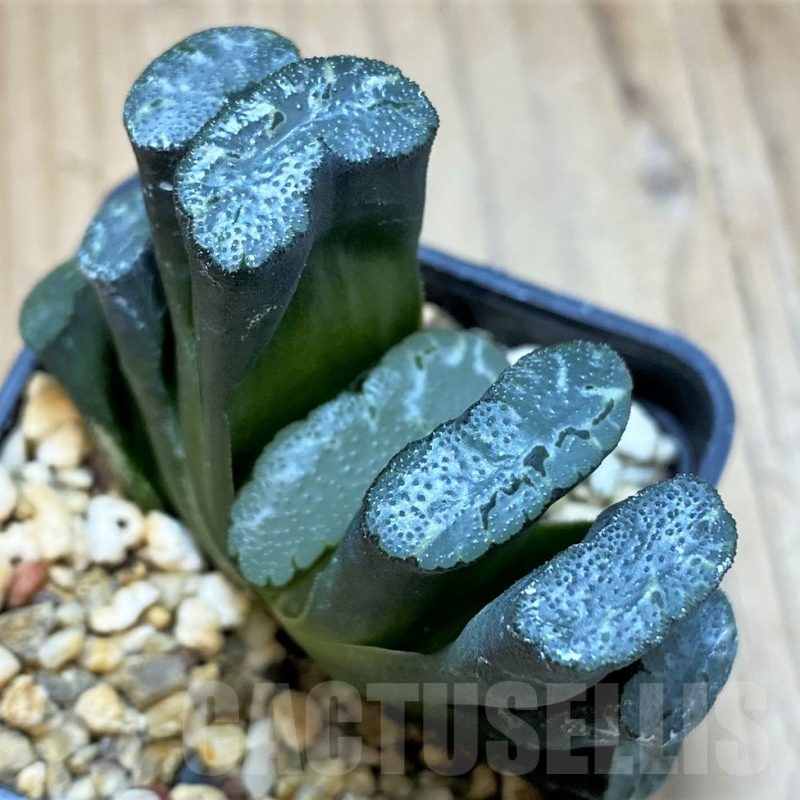 SH23096 Haworthia truncata
