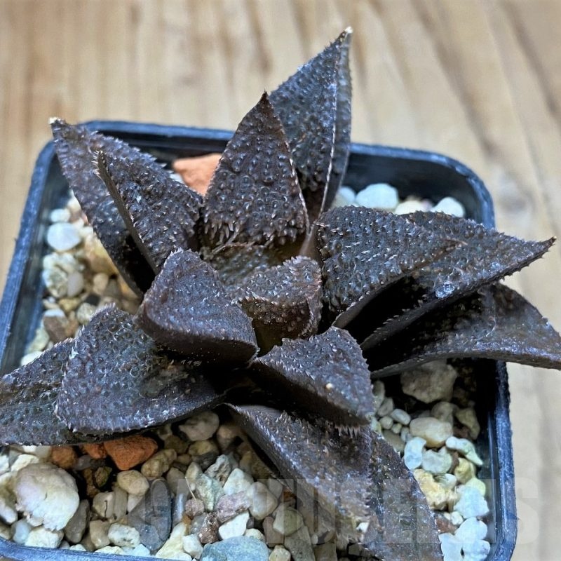 SH23097 Haworthia mirabilis hybrid