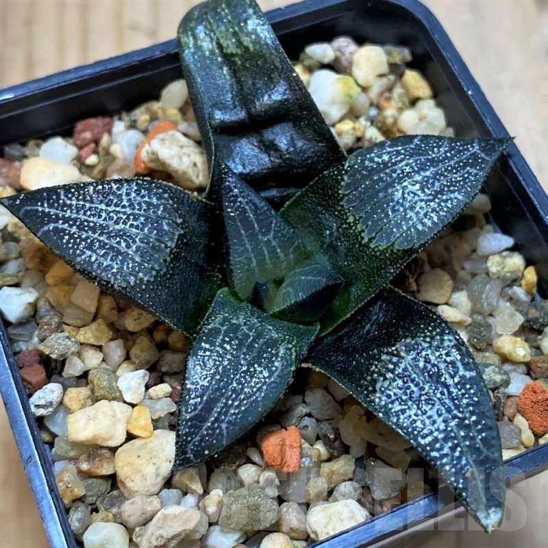 SH23098 Haworthia marxii hybrid