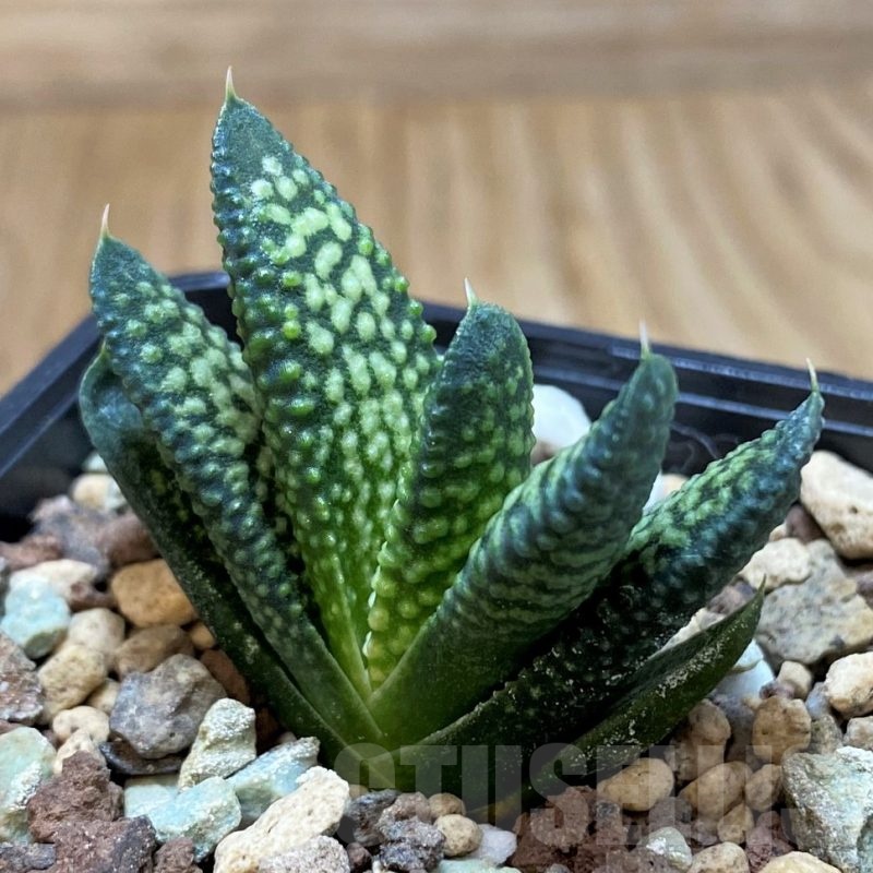 SH23099 Haworthia koelmaniorum x pumila
