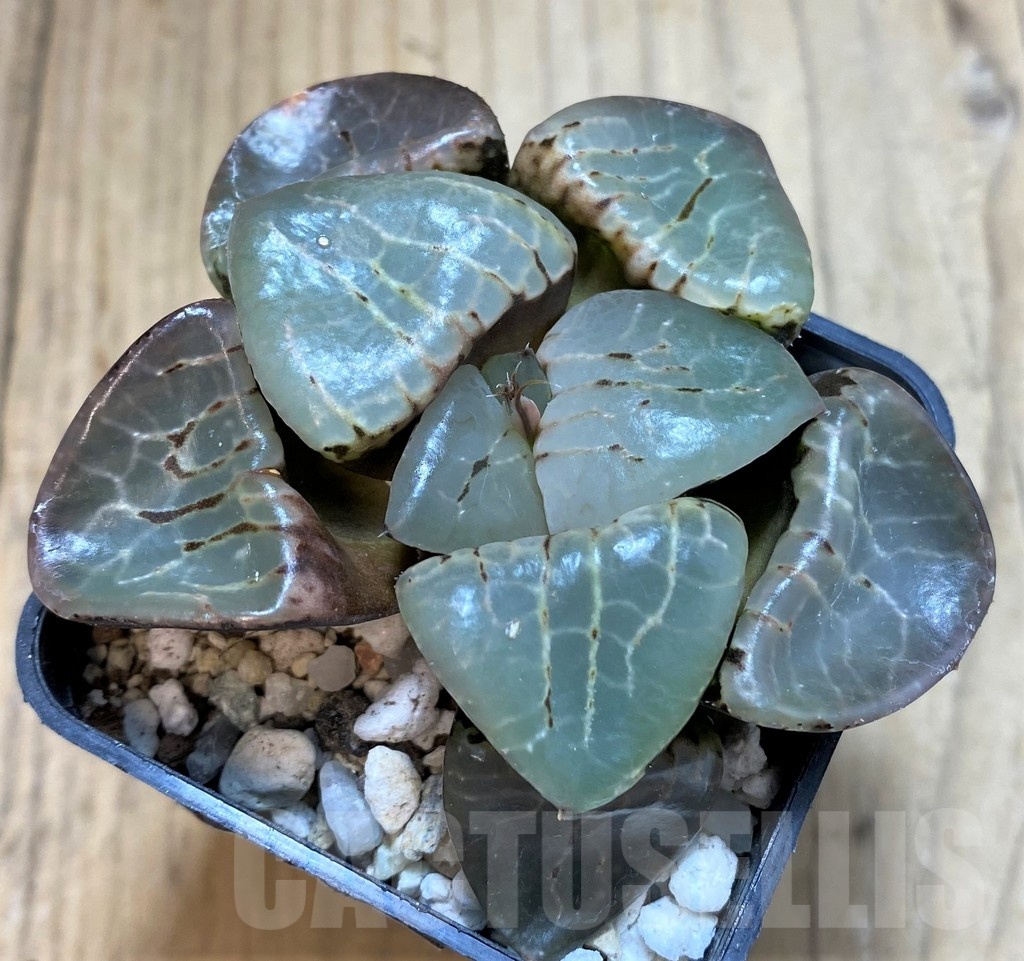 SH23049 Haworthia comptoniana hybrid - immagine 2